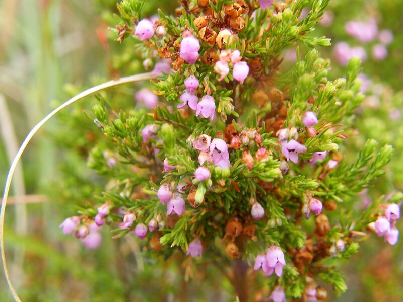 File:1280px-Erica mauritanica flowers.jpg