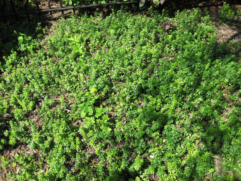 File:1280px-IMG 0248 nybg09.jpg