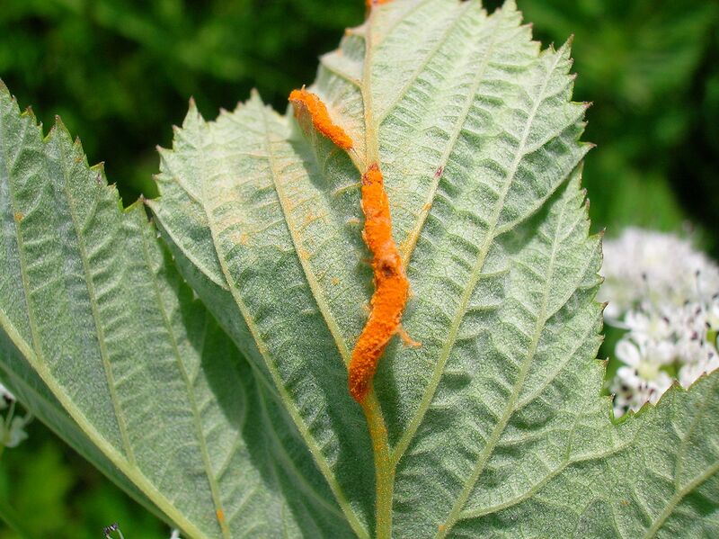 File:1280px-Meadowsweet Rust.JPG