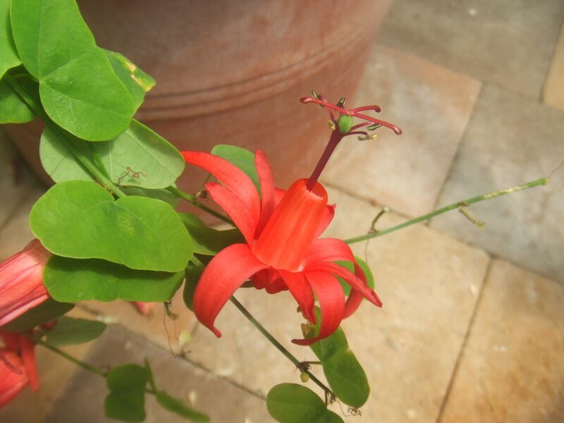 File:1280px-Passiflora murucuja4.jpg