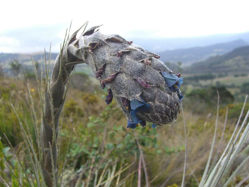 File:1280px-Puya lineata (2).jpg