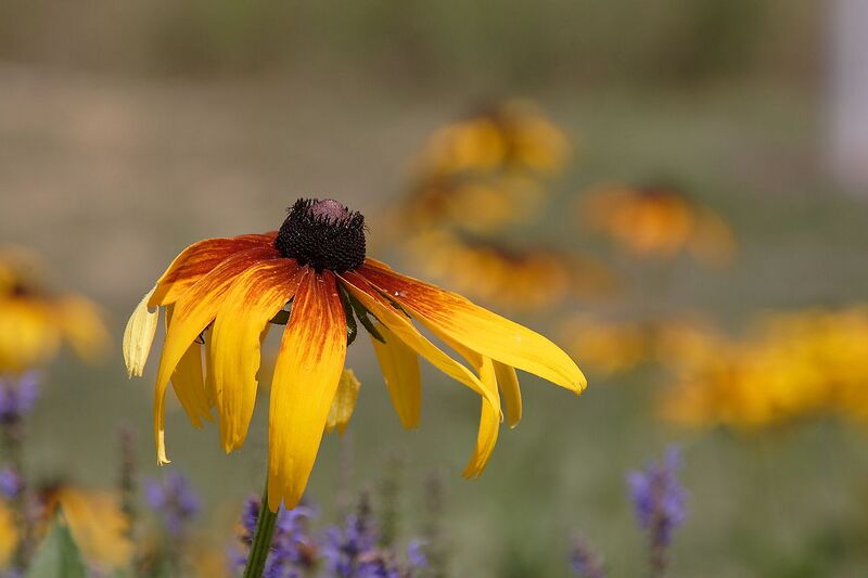 File:1280px-Rudbeckia.JPG