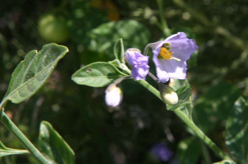 File:1280px-Solanum umbelliferum Bluewitch.jpg