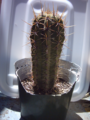 Thumbnail for version as of 09:11, 29 April 2025