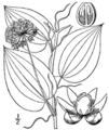Thumbnail for version as of 08:59, 29 April 2025