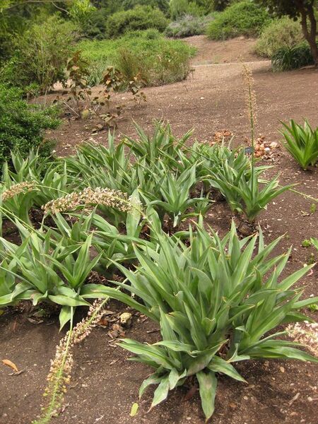 File:576px-IMG 7199 hunt09jun.jpg