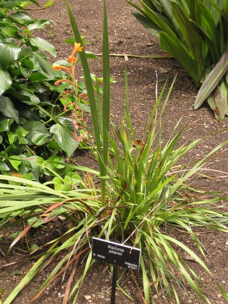 File:576px-IMG 7215 hunt09jun.jpg