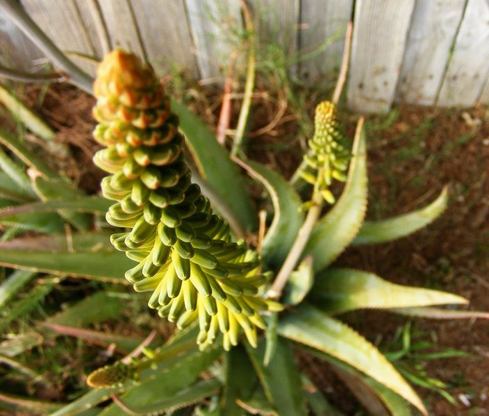 File:Aloe vera Plant Flower 2.jpg