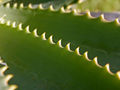 Leaf close up