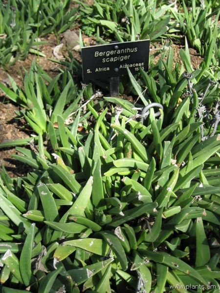 File:Bergeranthus scapiger-IMG 0346 hunt07.jpg