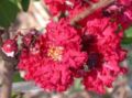 The "Dynamite" cultivar the Crepe Myrtle