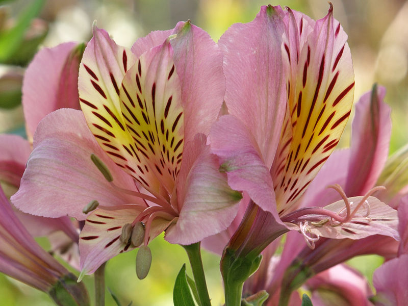 File:Flower III-1930.jpg