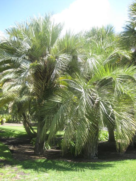 File:IMG 2117 hunt0903.jpg