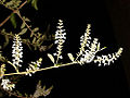 opening white Buddleja flowers in Igarata, Brazil
