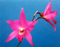 Thumbnail for version as of 16:07, 5 July 2007