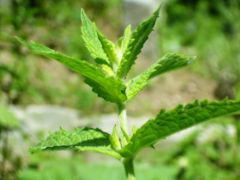 Mentha spicata Foliage
