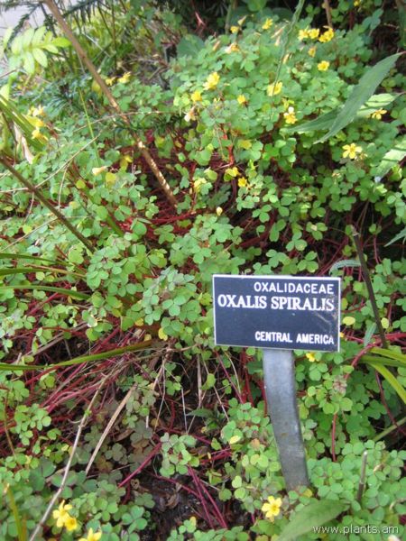 File:Oxalis spiralis-IMG 7604 sfbg0308.jpg