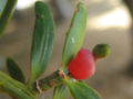 Fruit