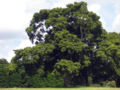 Bark