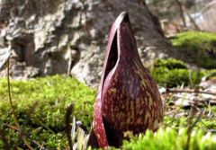 Skunk Cabbage heralding spring