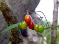Fruits