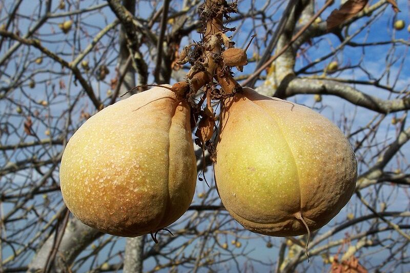 File:1024px-Aesculus californica-26.jpg