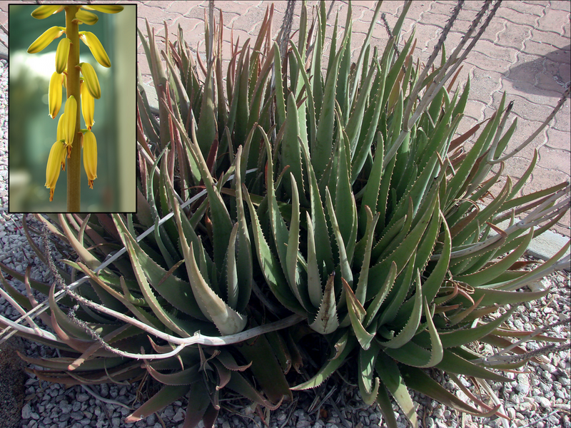 File:1024px-Aloe vera flower inset.png