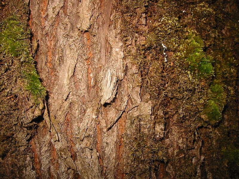 File:1024px-BigleafMapleBark 7532.jpg