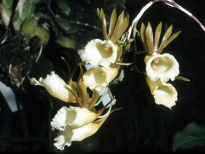 File:1024px-Galeandra lacustris Orchi 11.jpg