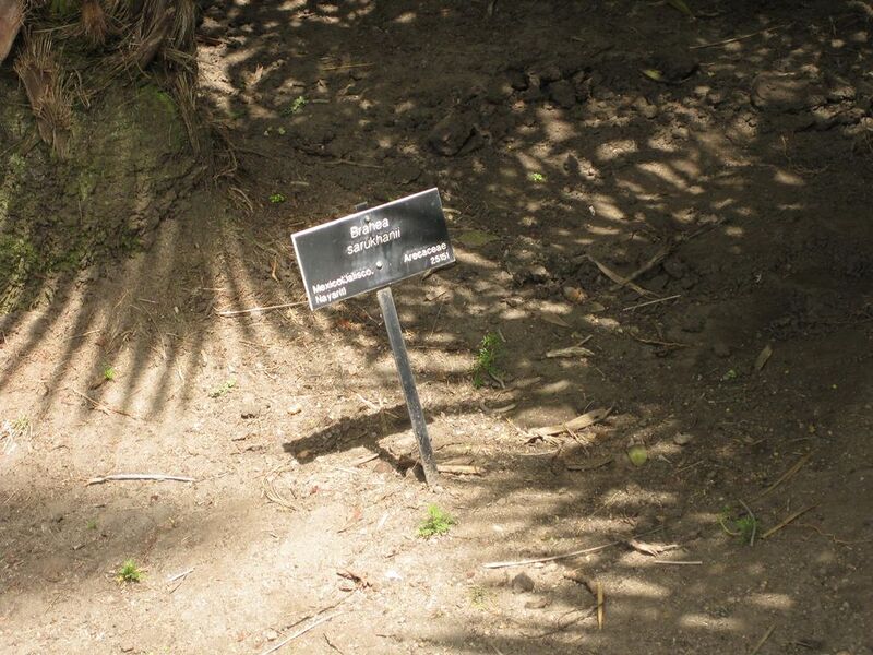 File:1024px-IMG 4129 hunt0904.jpg