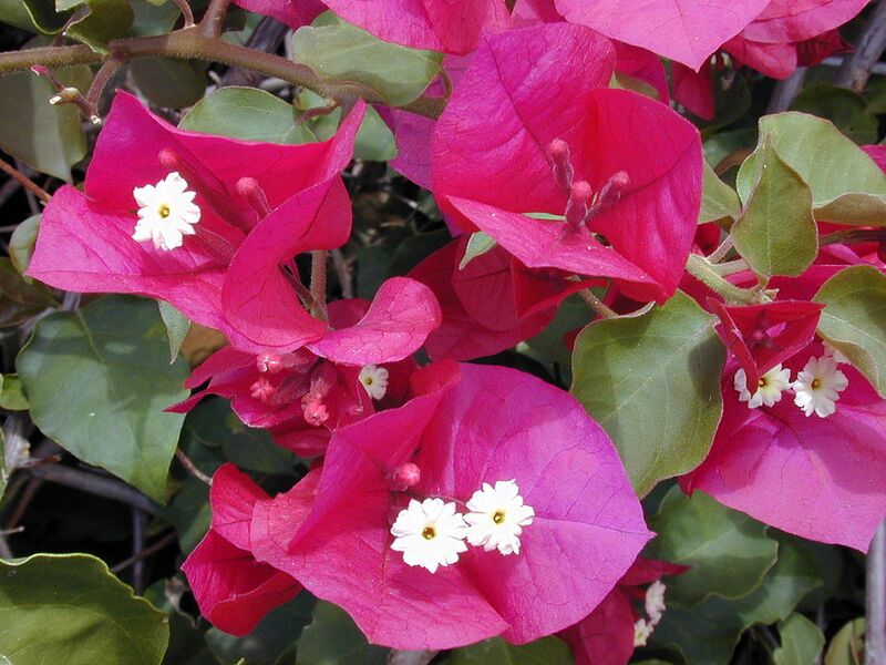 File:1024px-Starr 030418-0061 Bougainvillea spectabilis.jpg