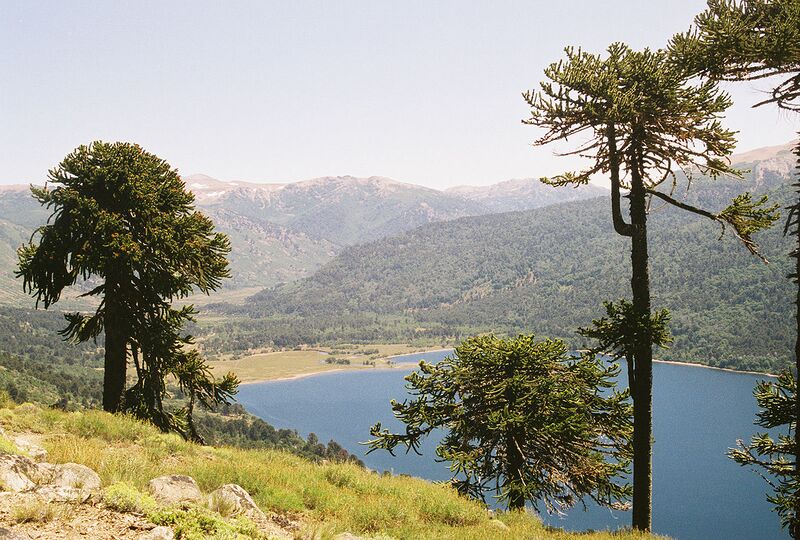 File:1280px-Araucaria araucana Lanin.jpg