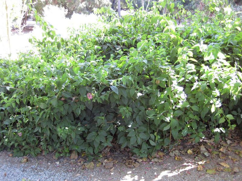 File:1280px-IMG 1907 hunt09oct.jpg