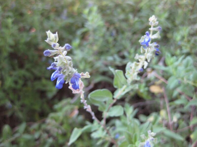 File:1280px-IMG 1969 hunt09oct.jpg