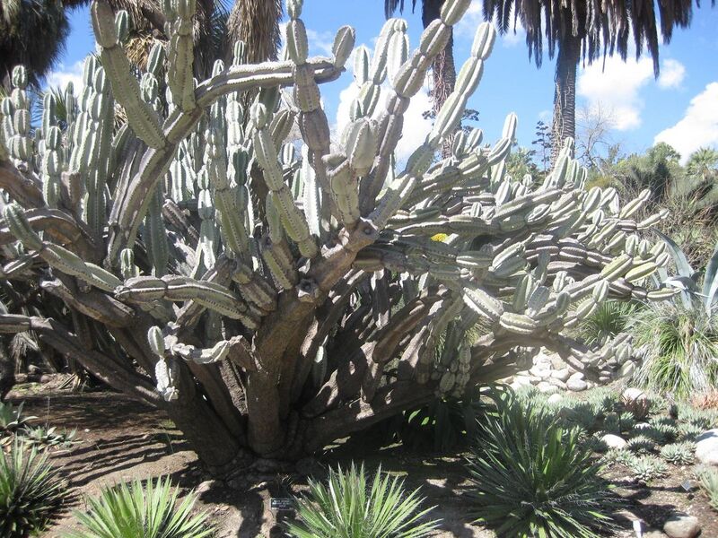 File:1280px-IMG 2304 hunt0903.jpg