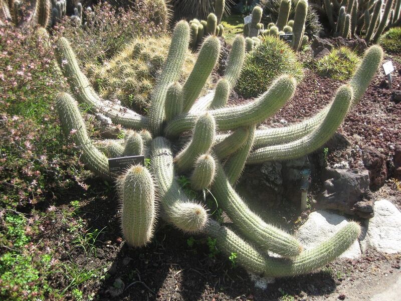 File:1280px-IMG 2482 hunt0903.jpg