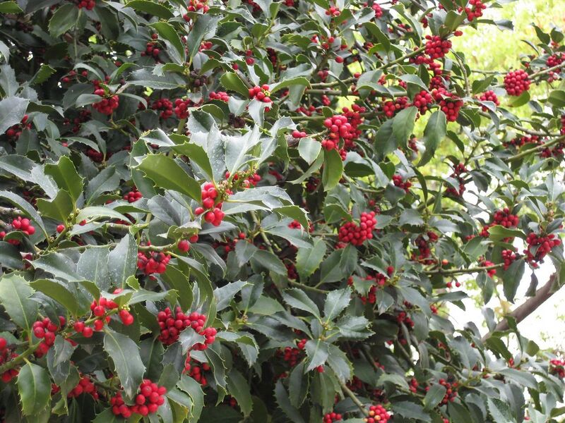 File:1280px-IMG 5210 hunt0904.jpg