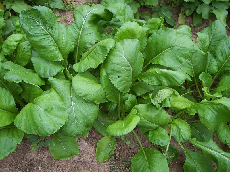 File:1280px-Savannah 1.jpg