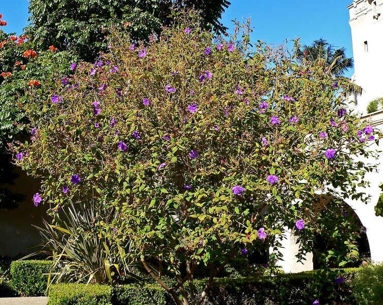 File:1280px-Tibouchina urvilleana 3.jpg