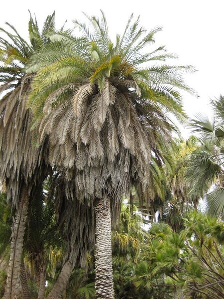 File:576px-IMG 4076 hunt0904.jpg