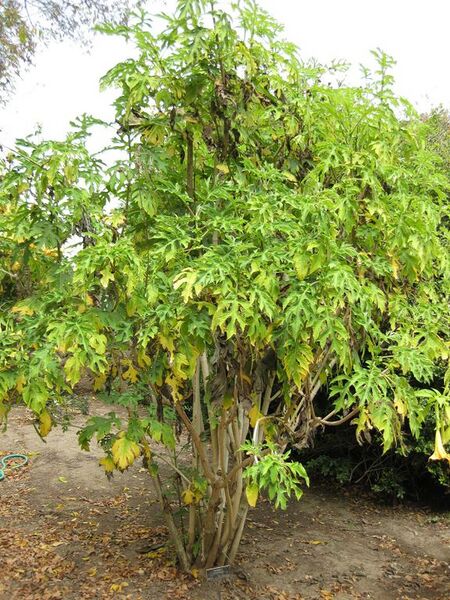 File:576px-IMG 4986 hunt0904.jpg