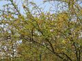 Thumbnail for version as of 10:22, 29 April 2025
