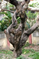Bark