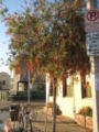 Callistemon citrinus (bottle brush tree)