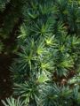 Foliage of Atlas Cedar