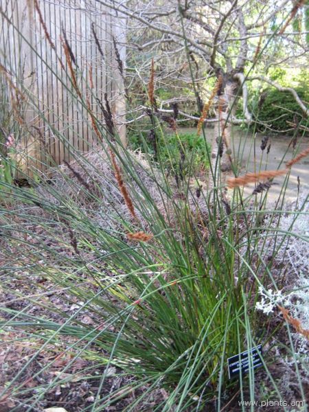File:Chondropetalum tectorum-small cape rush-IMG 7529 sfbg0308.jpg