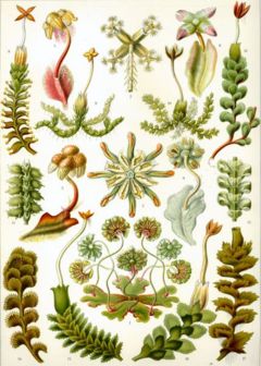 "Hepaticae" from Ernst Haeckel's Kunstformen der Natur, 1904