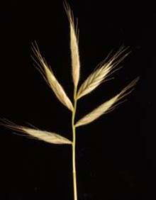 Brachypodium distachyon