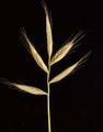 Thumbnail for version as of 15:24, 11 September 2007