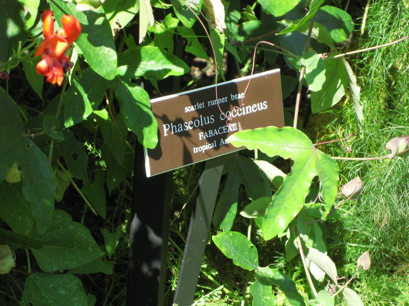 File:IMG 0257 nybg09.jpg